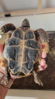 Griechische Landschildkröte