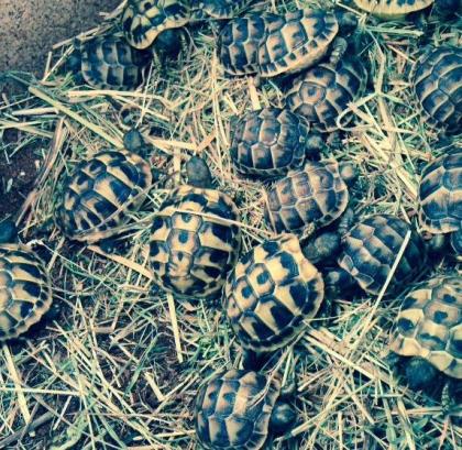Griechische Landschildkröten mit Papieren NZ 2024 aus ganzjähriger Freilandhaltu