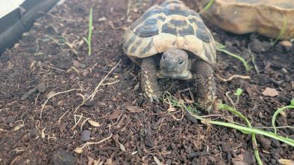 Griechische Landschildkröte