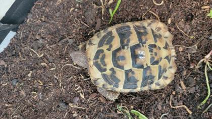 Griechische Landschildkröte