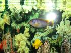 Verschenke zur guten Pflege einen blauen Malawi