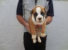 Wunderschöne Deutscher Boxer Welpen Reinrassige mit Papieren