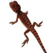Suche schöne rote weiße Bartagamen Farbagamen wie Cawley Red P. Vitticeps Zero etc.