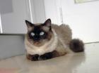 Ragdoll Deckkater