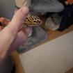 Leopardengecko Gruppe