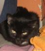 Suche neues Zuhause für Buddy Kater